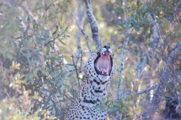 Leopard Roar