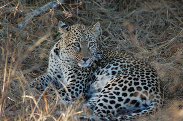 Fototapeta na wymiar Leopard Lying 