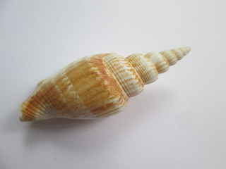 sea shell