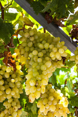 Fototapeta premium Juicy ripe bunch of grapes Chardonnay. The vineyards of Greece.