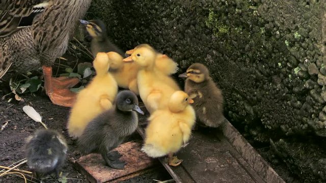indian runner ducks with ducklings