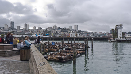 Obraz premium a pictures from SAn Francisco in US, where you can find the Golden Gate, Pier 39 