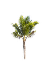Coconut or palm tree , an asian trees isolate on white background