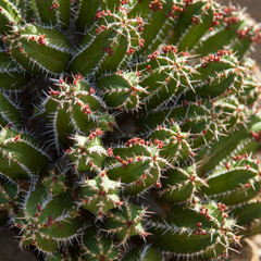 Cactus dans le jardin exotique de Roscoff (Finistère)