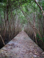 Footpath Amidst Trees In mangrove forest 