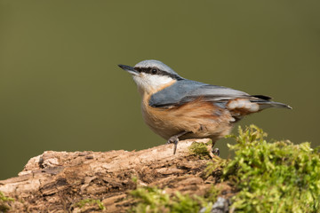 Eurasian nuthatch