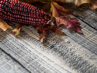 Fall background of autumn leaves and maize with empty tag for copy space