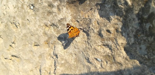 butterfly on a rock