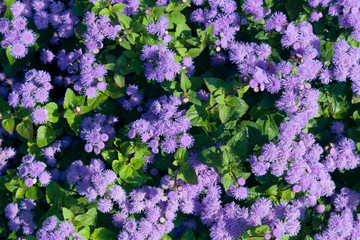 Background of pink flowers with green leaves, cool toning.
