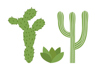 Set of cacti and succulents. Opuntia. Isolated on white background. Vector illustration.