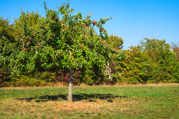 Apfelbaum in einer Streuobstwiese