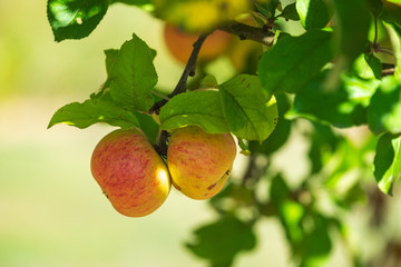 Reife Äpfel an einem Baum im Herbst