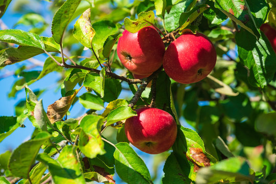 Reife Äpfel an einem Baum im Herbst