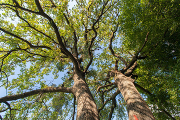 Obraz premium Tree top view.