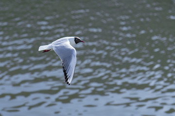 Flyiing over the city seagull