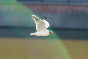 Flyiing over the city seagull
