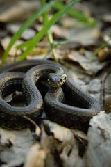 Natrix, Snake, Colubridae in the forest, close up.