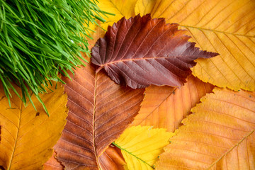 Red leaf on colored autumn leaves close up
