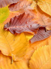 Red leaf in water drops on colored autumn leaves close up