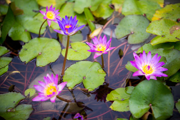 lily water flower in pond.beautiful lily water flower is complimented by the rich colors of the...