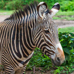 Zebra profile