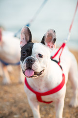 Cute french Bulldog black and white color, looking happy walking in the outdoor on a leash.dog