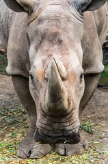 Fototapeta premium Rhinoceros staring in the eye