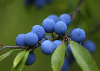 Schlehdorn (Prunus spinosa), Pflanze mit blauen Beeren
