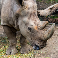 Fototapeta premium Rhinoceros head shot