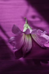 closeup of purple flower