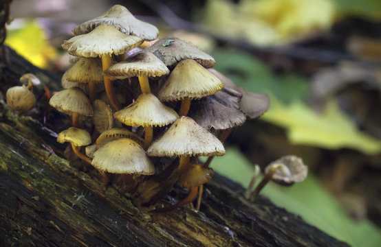 Mushrooms, growing on a tree stump in the autumn forest.