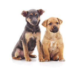 Obraz premium Two small dogs.