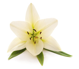 White lily with green leaves.