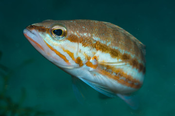 sarran 2