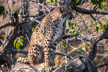 Obraz na płótnie Canvas Cheetah (Acinonyx jubatus soemmeringii) in the Okavango-delta in Botswana