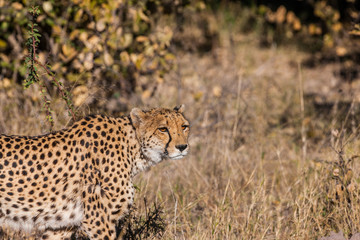 Cheetah (Acinonyx jubatus soemmeringii) in the Okavango-delta in Botswana