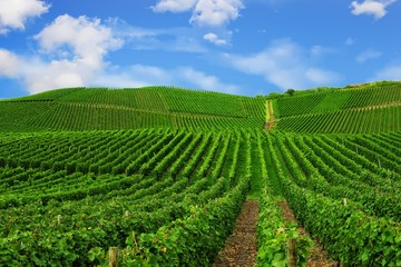 Vineyard in Pfalz, Germany