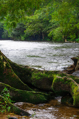 Fototapeta premium Big tree roots with green moss in river