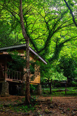 Wooden house in green forest