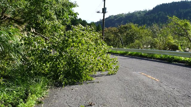 道路の倒木　台風　暴風　被害　2018年　台風24号