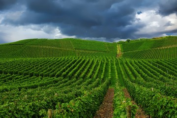 Fototapeta na wymiar Vineyard in Pfalz, Germany