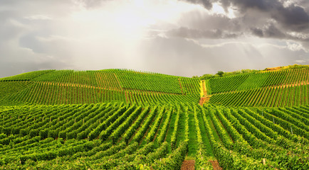 Vineyard in Pfalz, Germany - 226000415