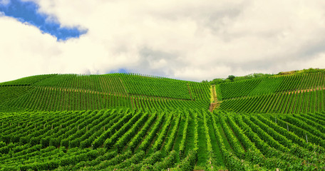 Vineyard in Pfalz, Germany
