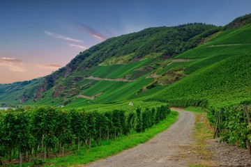 Vineyard in Pfalz, Germany