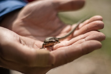 Obraz premium Una lagartija en la mano 