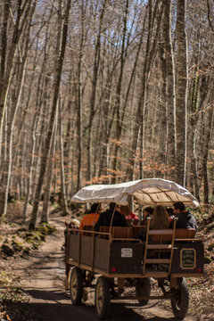 Carro antiguo arrastrado por caballos, en un bosque de hayas en oto&ntilde;o