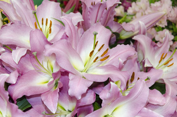 Obraz na płótnie Canvas garden lily flower, pink color