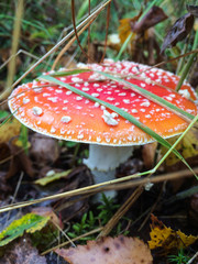 Fly agaric mushroom