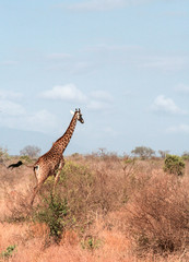 Kenya, Tsavo East - Giraffe in their reserve