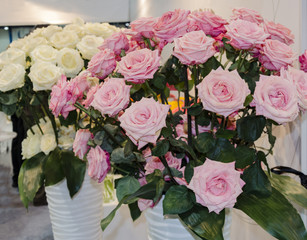  rose, pink flowers, beautiful composition